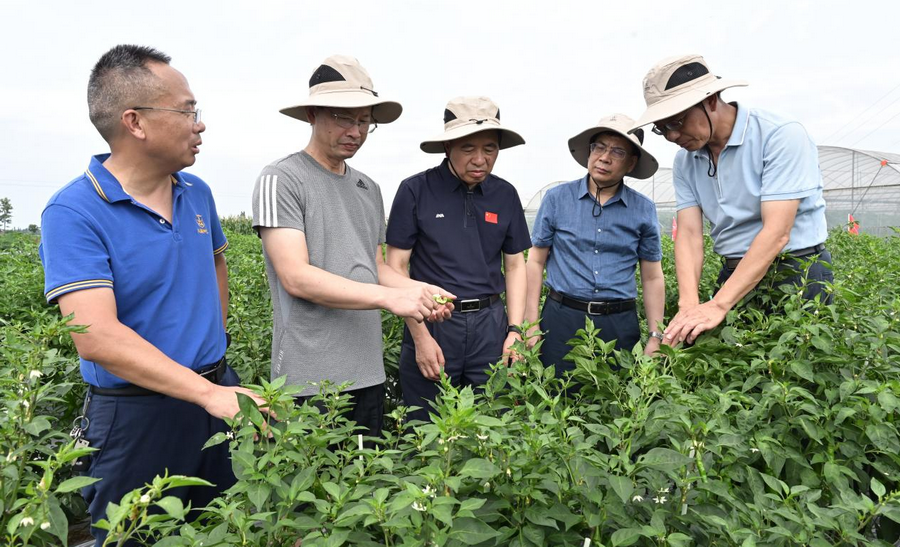 中國工程院院士鄒學校一行考察海利興蔬種業(yè)基地
